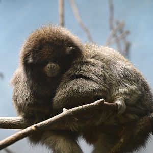 Animal Lifestyles - Bolivian Gray Titi (Plecturocebus donacophilus)