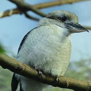 Hall of Animals - Laughing Kookaburra (Dacelo novaeguineae)