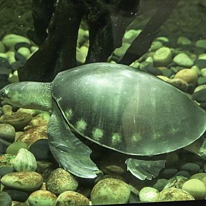 Hall of Animals - Pig-nosed Turtle (Carettochelys insculpta)