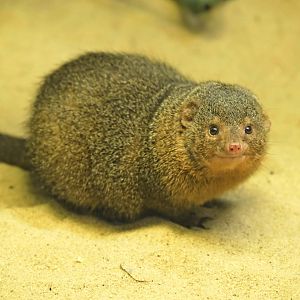 Hall of Animals - Common Dwarf Mongoose (Helogale parvula)