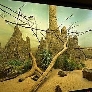 Hall of Animals - Common Dwarf Mongoose/Von der Decken's Hornbill Exhibit