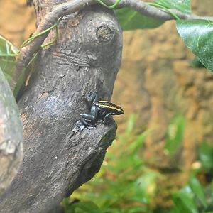 Hall of Animals - Golfo Dulce Poison Dart Frog (Phyllobates vittatus)