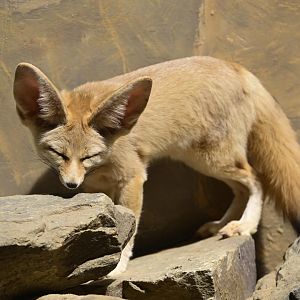Hall of Animals - Fennec Fox (Vulpes zerda)