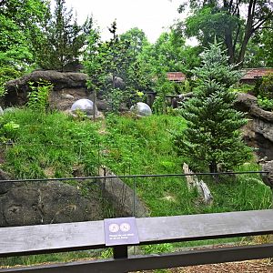 Discovery Trail - Southern Pudu (Pudu puda) Exhibit
