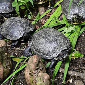 Discovery Trail - Red-eared Sliders (Trachemys scripta elegans)