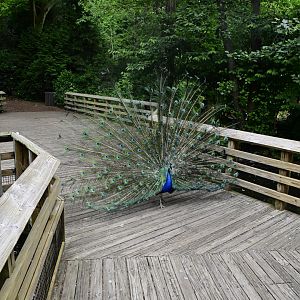 Discovery Trail - Yet Another Peacock Roadblock