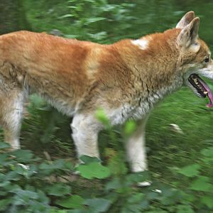 Discovery Trail - Dingo (Canis familiaris dingo)