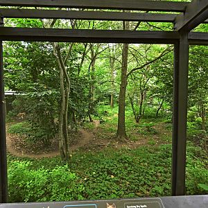 Discovery Trail - Dingo (Canis familiaris dingo) Exhibit