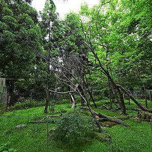 Discovery Trail - Red Panda (Ailurus fulgens) Exhibit