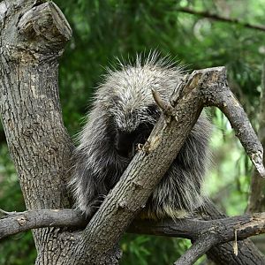 Discovery Trail - North American Porcupine (Erethizon dorsatum)