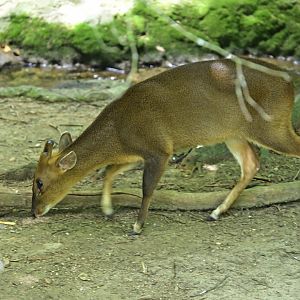 Discovery Trail Aviary - Reeves's Muntjac (Muntiacus reevesi)