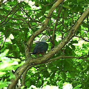 Discovery Trail Aviary - Red-knobbed Imperial Pigeon (Ducula rubricera)