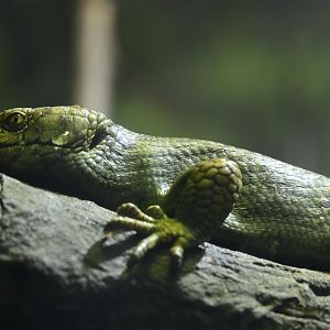 Hall of Animals - Solomon Islands Skink (Corucia zebrata)
