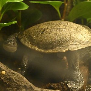Hall of Animals - Roti Island Snake-necked Turtle (Chelodina mccordi)