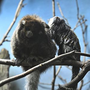 Animal Lifestyles - Geoffroy's Tufted-ear Marmoset grooming a Bolivian Gray Titi