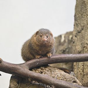 Hall of Animals - Common Dwarf Mongoose (Helogale parvula)