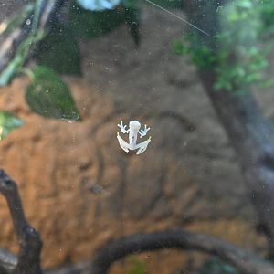 Hall of Animals - Reticulated Glass Frog (Hyalinobatrachium valerioi)