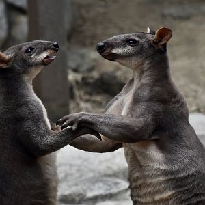 Dusky Pademelon (Thylogale brunii) males boxing