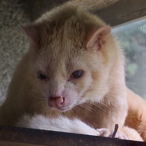 Formosan Masked Palm Civet (Paguma larvata taivana) color variant
