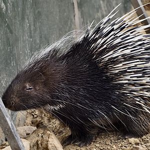 Cape Porcupine (Hystrix africaeaustralis)