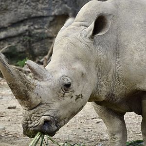 Southern White Rhinoceros (Ceratotherium simum simum)