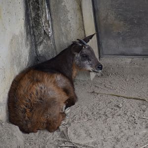 Taiwan Serow (Capricornis swinhoei)