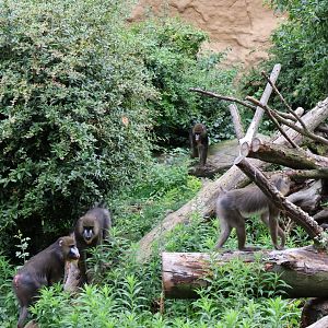 Afrikahaus - Mandril (Mandrillus sphinx)