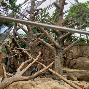 Afrikahaus - Mandril enclosure