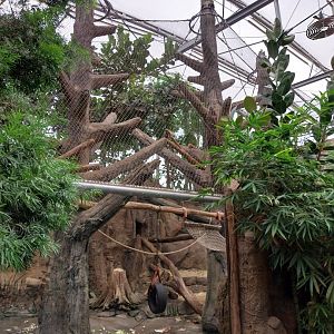 Afrikahaus - Mandril enclosure