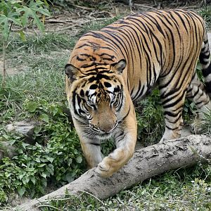 Generic Tiger (Panthera tigris)