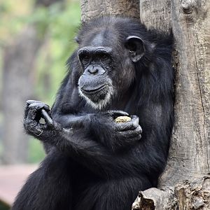Chimpanzee (Pan troglodytes)