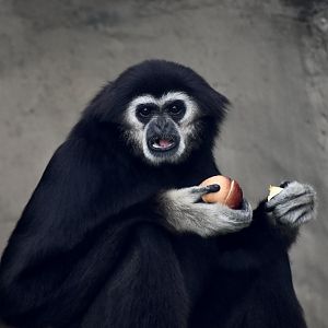 White-Handed Gibbon (Hylobates lar)