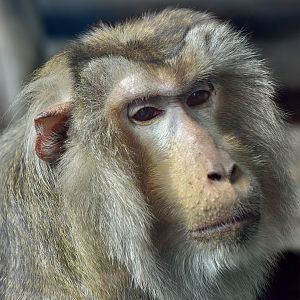 Northern Pig-Tailed Macaque (Macaca leonina)
