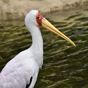Yellow-Billed Stork (Mycteria ibis)