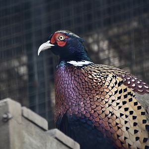 Taiwan Ring-Necked Pheasant (Phasianus colchicus formosanus) male