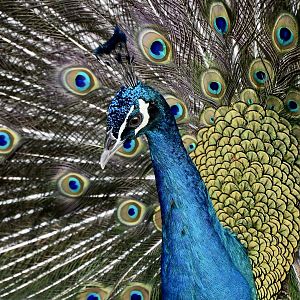 Indian Peafowl (Pavo cristatus) male