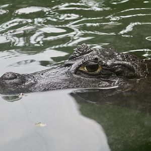 Spectacled Caiman (Caiman crocodilus)