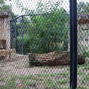 Historical Raubtierfelsen - Lion enclosure