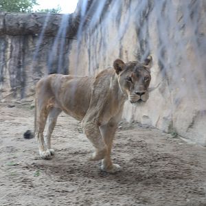 Historical Raubtierfelsen - Lion enclosure - Lion (Panthera leo)