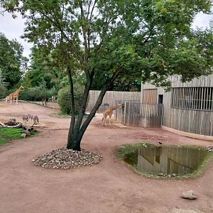 Kordofan giraffe and Chapman zebra enclosure