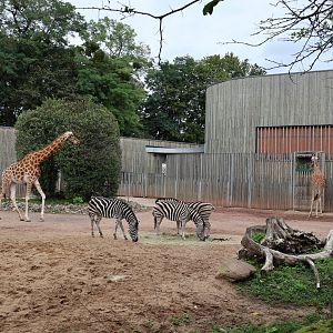 Chapman zebra (Equus quagga) and Kordofan giraffe (Giraffa camelopardalis antiquorum)