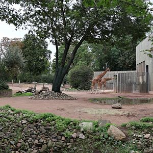 Kordofan giraffe and Chapman zebra enclosure