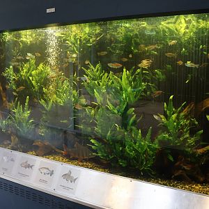 Giraffe building - Ground floor - Congo aquarium