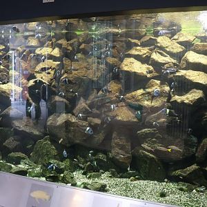 Giraffe Building - Ground floor - Lake Tanganyika aquarium