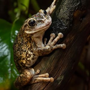 Black-spotted casque-headed treefrog (Trachycephalus nigromaculatus)