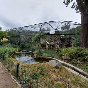 Southern Bald Ibis aviary