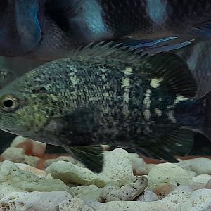 Australasian Coal Grunter (Hephaestus carbo)