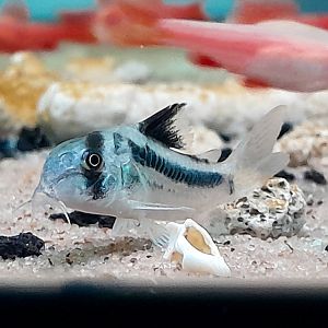 Río Ariari Cory (Hoplisoma sp. CW169)