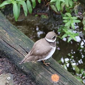 Tundra aviary - Common ringed plover (Charadrius hiaticula)