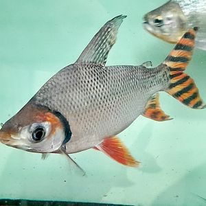 Red-tailed Jaraqui (Semaprochilodus laticeps 'Colombia')